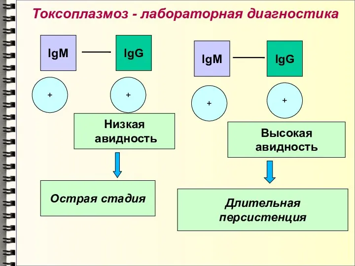 Токсоплазмоз - лабораторная диагностика + + IgM IgG Низкая авидность Острая стадия