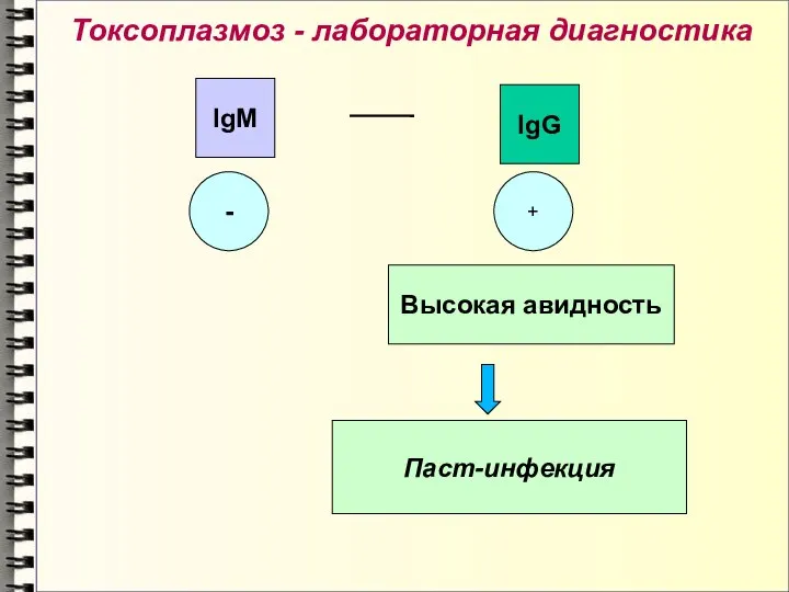 Токсоплазмоз - лабораторная диагностика - + IgM IgG Высокая авидность Паст-инфекция