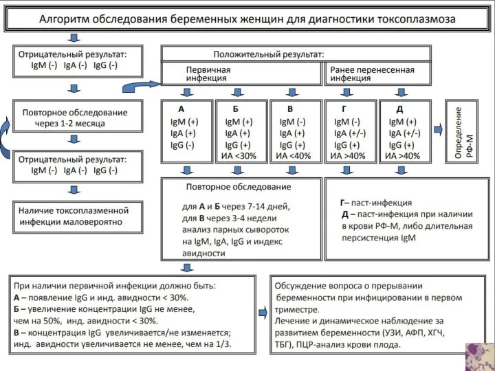 TORCH-инфекции Токсоплазмоз