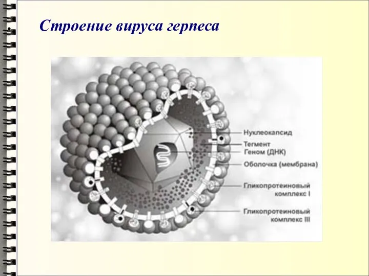 Строение вируса герпеса