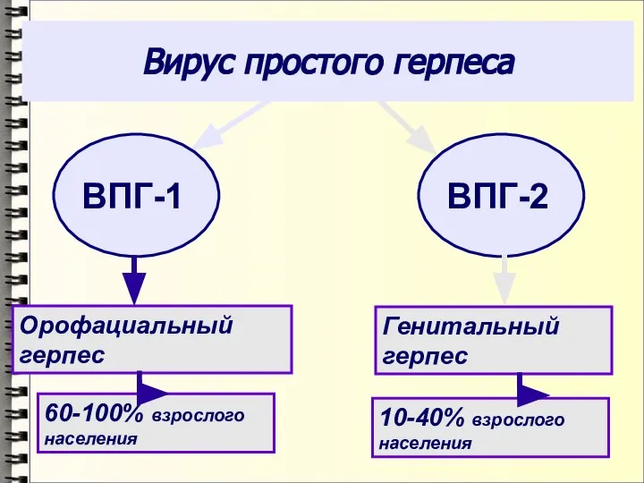 Вирус простого герпеса Орофациальный герпес Генитальный герпес 60-100% взрослого населения 10-40% взрослого населения