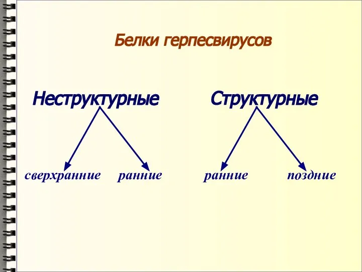 Белки герпесвирусов Неструктурные Структурные сверхранние ранние ранние поздние