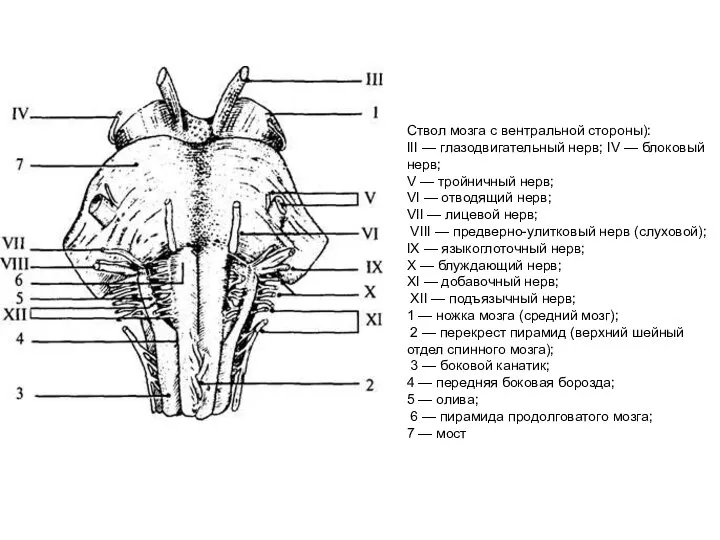 Ствол мозга с вентральной стороны): III — глазодвигательный нерв; IV — блоковый