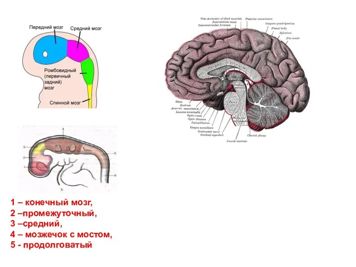 1 – конечный мозг, 2 –промежуточный, 3 –средний, 4 – мозжечок с мостом, 5 - продолговатый