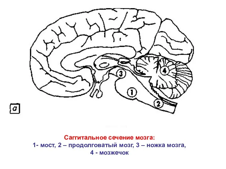 Саггитальное сечение мозга: 1- мост, 2 – продолговатый мозг, 3 – ножка мозга, 4 - мозжечок