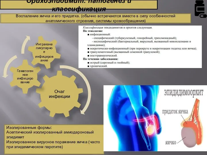 Орихоэпидимит: патогенез и классификация Воспаление яичка и его придатка. (обычно встречаются вместе