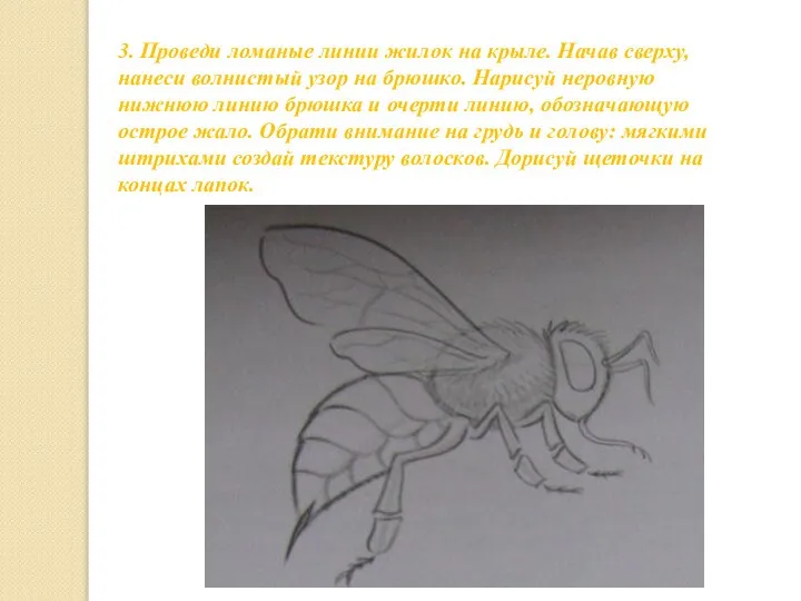 3. Проведи ломаные линии жилок на крыле. Начав сверху, нанеси волнистый узор