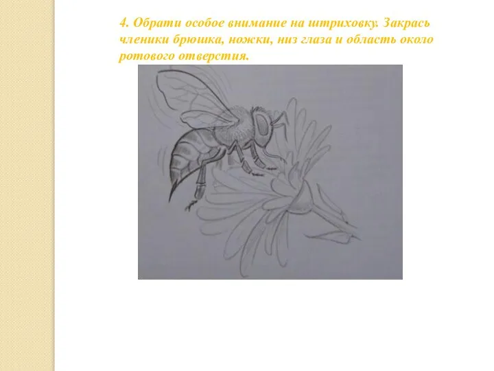 4. Обрати особое внимание на штриховку. Закрась членики брюшка, ножки, низ глаза