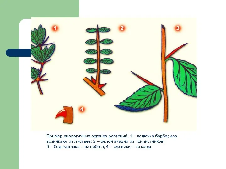 Пример аналогичных органов растений: 1 – колючка барбариса возникают из листьев; 2