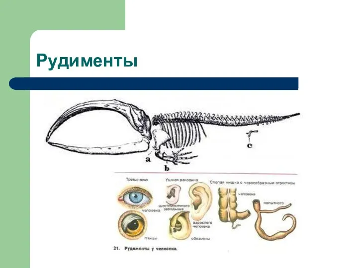 Рудименты