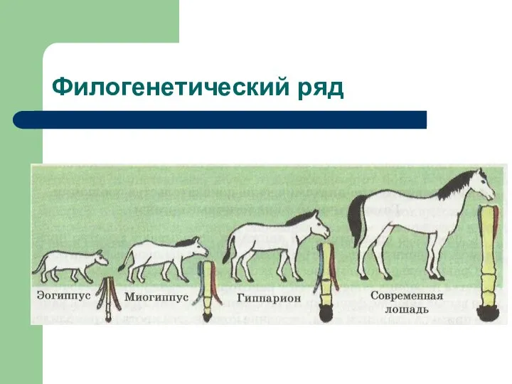 Филогенетический ряд