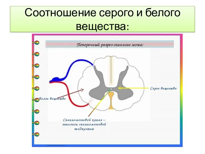 Соотношение серого и белого вещества: