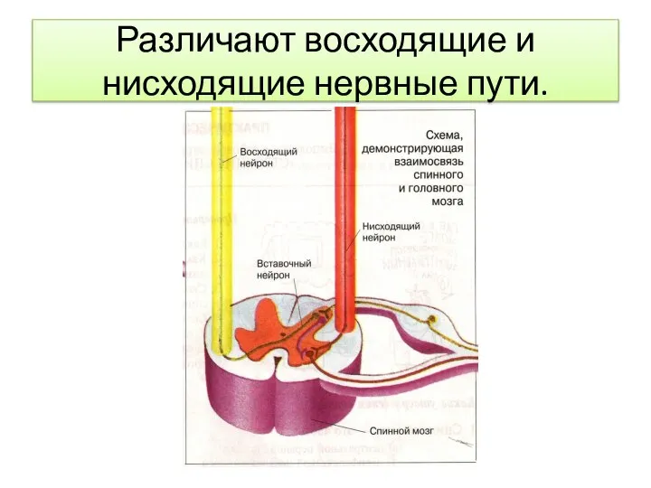 Различают восходящие и нисходящие нервные пути.