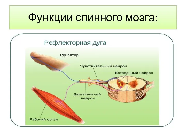 Функции спинного мозга: Рефлекторная; Проводящая;