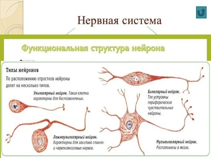 Строение нервной системы: Центральная НС (Спинной и головной мозг) Нервная система Периферическая