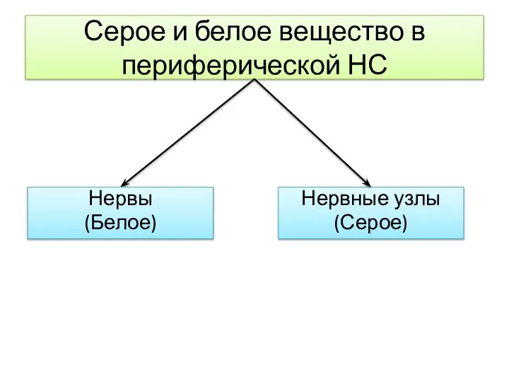 Серое и белое вещество в периферической НС Нервные узлы (Серое) Нервы (Белое)