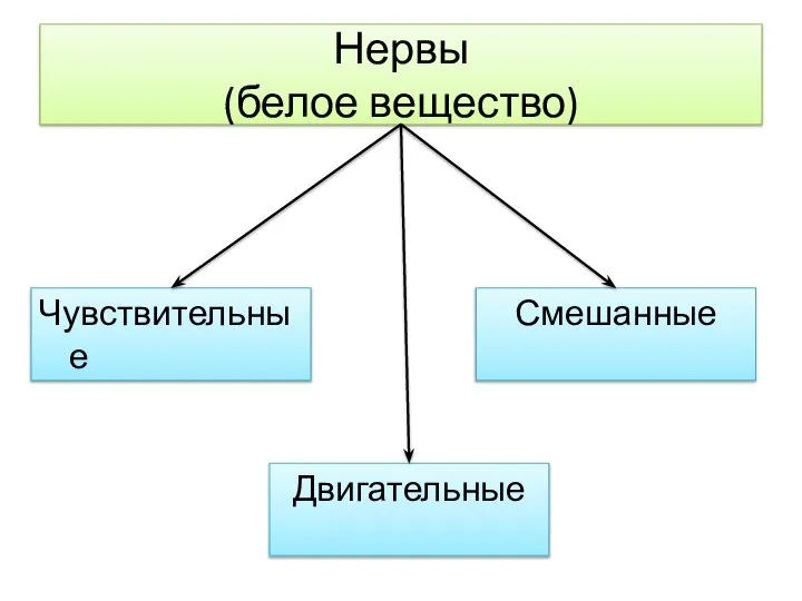 Нервы (белое вещество) Чувствительные Двигательные Смешанные