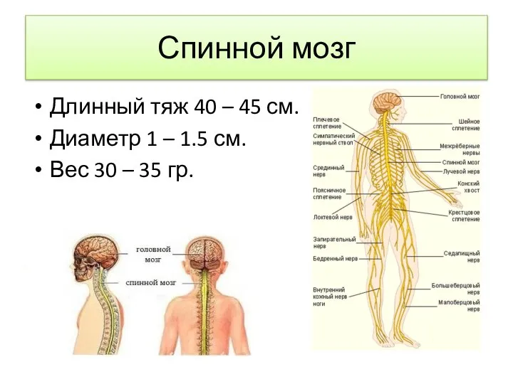 Спинной мозг Длинный тяж 40 – 45 см. Диаметр 1 – 1.5