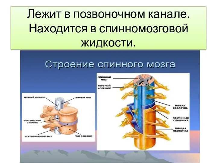 Лежит в позвоночном канале. Находится в спинномозговой жидкости.