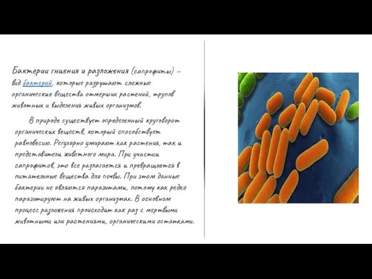 Бактерии гниения и разложения (сапрофиты) — вид бактерий, которые разрушают сложные органические