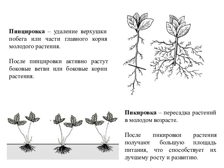 Пинцировка Пикировка Пинцировка – удаление верхушки побега или части главного корня молодого