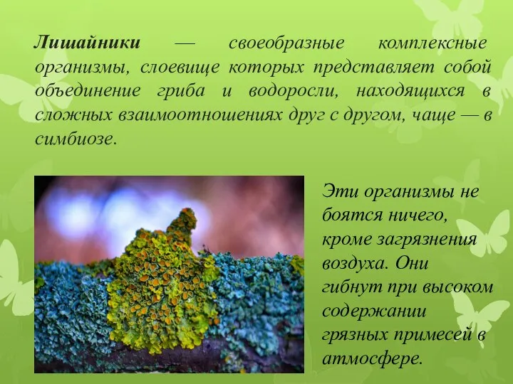 Лишайники — своеобразные комплексные организмы, слоевище которых представляет собой объединение гриба и