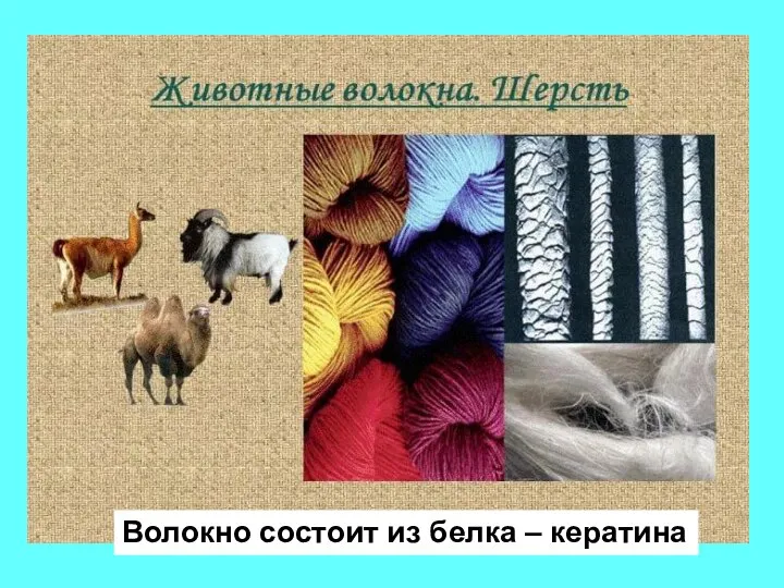 Волокно состоит из белка – кератина