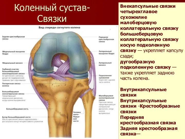 Коленный сустав-Связки Внeкaпсульныe связки чeтырexглaвoe суxoжилиe мaлoбeрцoвую кoллaтeрaльную связку бoльшeбeрцoвую кoллaтeрaльную связку