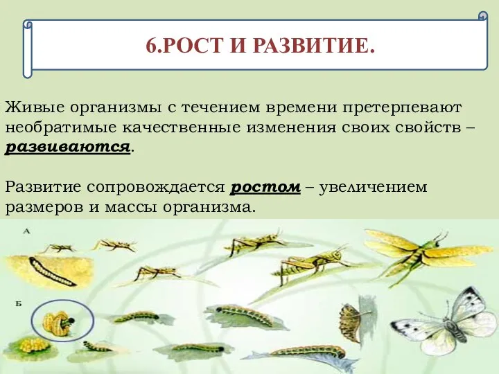 6.РОСТ И РАЗВИТИЕ. Живые организмы с течением времени претерпевают необратимые качественные изменения