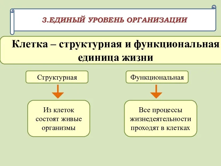 3.ЕДИНЫЙ УРОВЕНЬ ОРГАНИЗАЦИИ Клетка – структурная и функциональная единица жизни Структурная Функциональная