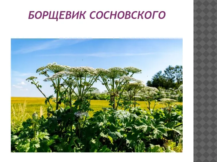 БОРЩЕВИК СОСНОВСКОГО