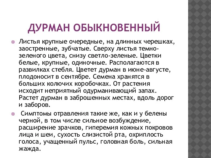 ДУРМАН ОБЫКНОВЕННЫЙ Листья крупные очередные, на длинных черешках, заостренные, зубчатые. Сверху листья