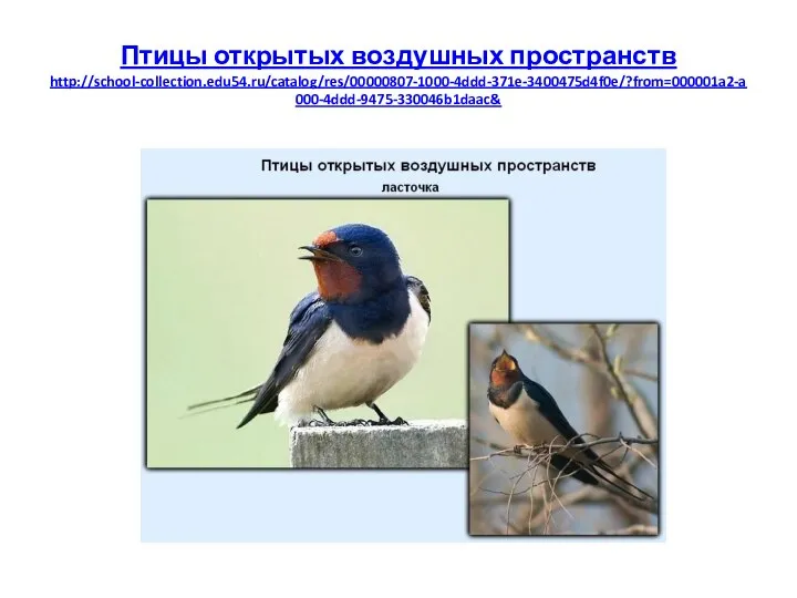 Птицы открытых воздушных пространств http://school-collection.edu54.ru/catalog/res/00000807-1000-4ddd-371e-3400475d4f0e/?from=000001a2-a000-4ddd-9475-330046b1daac&