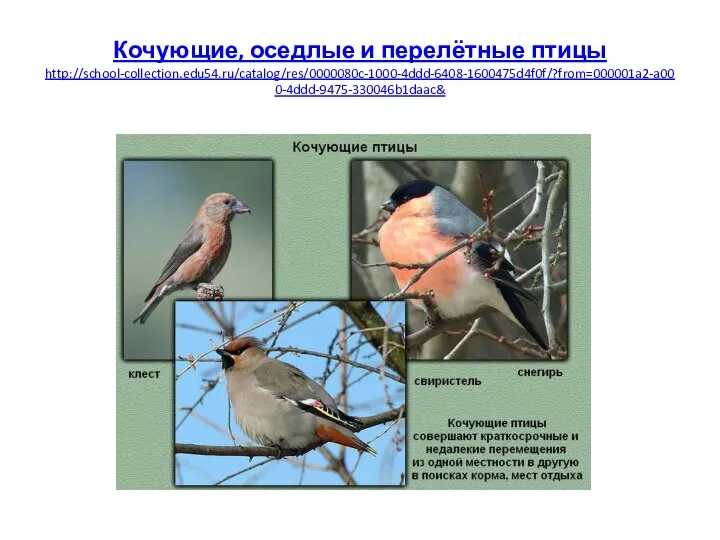 Кочующие, оседлые и перелётные птицы http://school-collection.edu54.ru/catalog/res/0000080c-1000-4ddd-6408-1600475d4f0f/?from=000001a2-a000-4ddd-9475-330046b1daac&