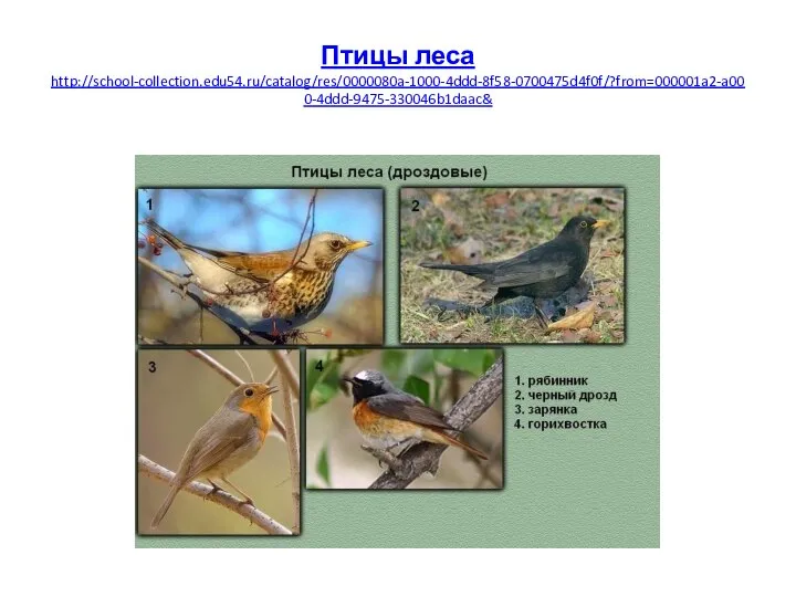 Птицы леса http://school-collection.edu54.ru/catalog/res/0000080a-1000-4ddd-8f58-0700475d4f0f/?from=000001a2-a000-4ddd-9475-330046b1daac&