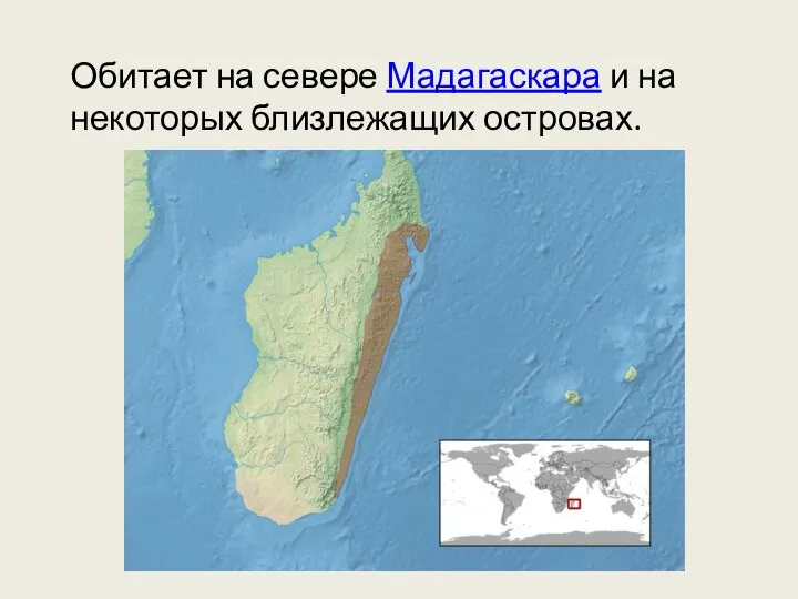 Обитает на севере Мадагаскара и на некоторых близлежащих островах.