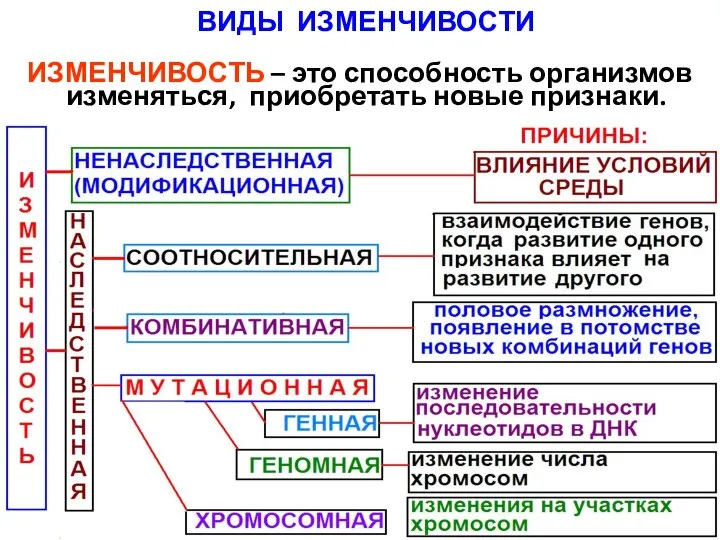 ИЗМЕНЧИВОСТЬ – это способность организмов изменяться, приобретать новые признаки. ВИДЫ ИЗМЕНЧИВОСТИ