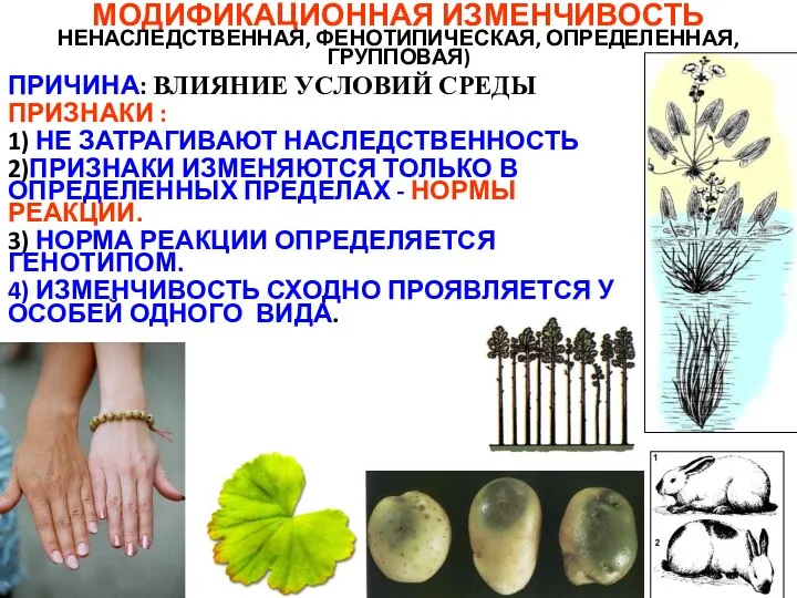 ПРИЧИНА: ВЛИЯНИЕ УСЛОВИЙ СРЕДЫ ПРИЗНАКИ : 1) НЕ ЗАТРАГИВАЮТ НАСЛЕДСТВЕННОСТЬ 2)ПРИЗНАКИ ИЗМЕНЯЮТСЯ