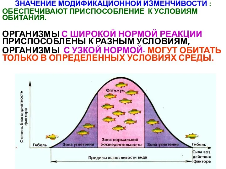 ЗНАЧЕНИЕ МОДИФИКАЦИОННОЙ ИЗМЕНЧИВОСТИ : ОБЕСПЕЧИВАЮТ ПРИСПОСОБЛЕНИЕ К УСЛОВИЯМ ОБИТАНИЯ. ОРГАНИЗМЫ С ШИРОКОЙ