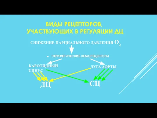 ВИДЫ РЕЦЕПТОРОВ, УЧАСТВУЮЩИХ В РЕГУЛЯЦИИ ДЦ ПЕРИФЕРИЧЕСКИЕ ХЕМОРЕЦЕПТОРЫ КАРОТИДНЫЙ СИНУС ДУГА АОРТЫ