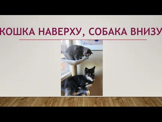 КОШКА НАВЕРХУ, СОБАКА ВНИЗУ