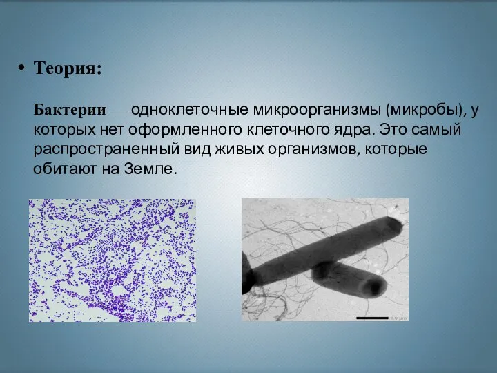 Теория: Бактерии — одноклеточные микроорганизмы (микробы), у которых нет оформленного клеточного ядра.