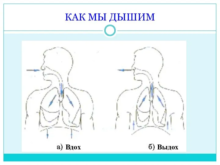 КАК МЫ ДЫШИМ Вдох Выдох