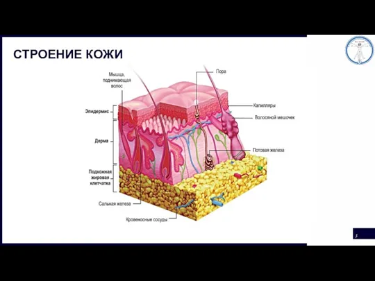 СТРОЕНИЕ КОЖИ