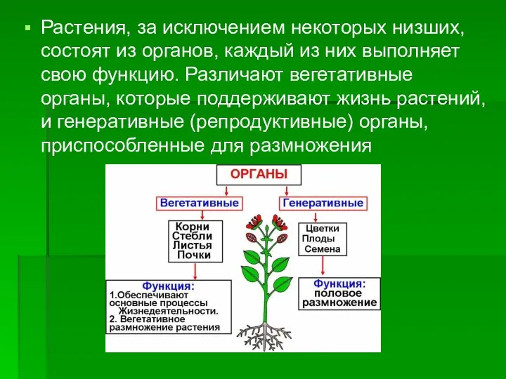 Растения, за исключением некоторых низших, состоят из органов, каждый из них выполняет