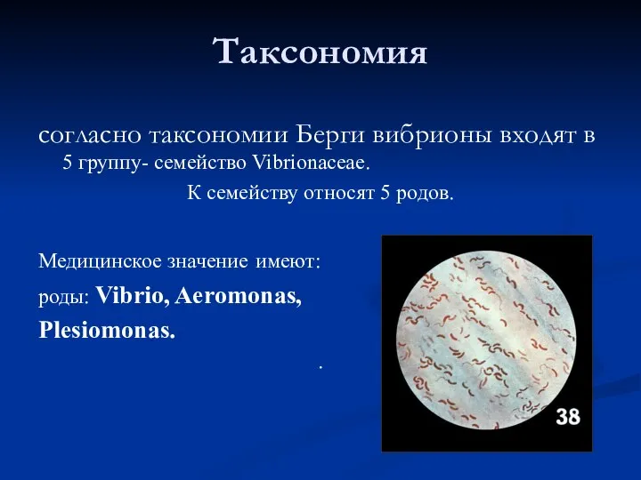 Таксономия согласно таксономии Берги вибрионы входят в 5 группу- семейство Vibrionaceae. К