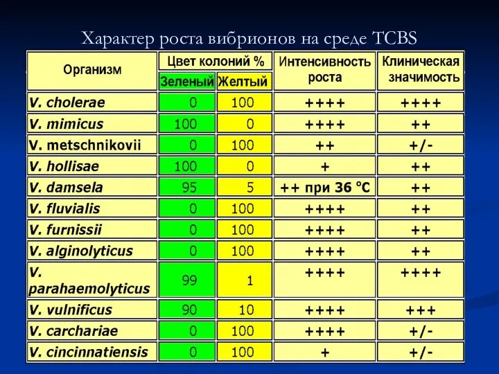 Характер роста вибрионов на среде TCBS