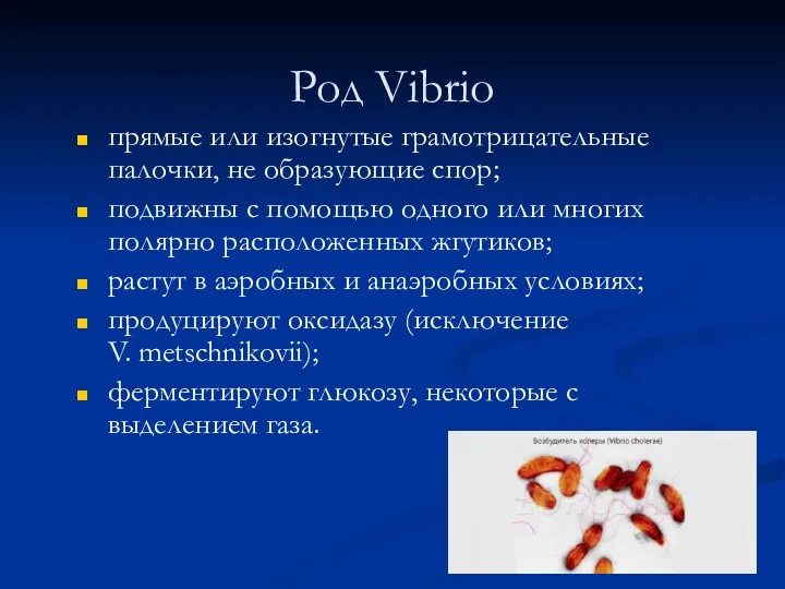 Род Vibrio прямые или изогнутые грамотрицательные палочки, не образующие спор; подвижны с