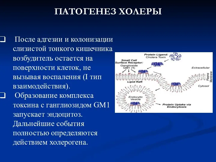 ПАТОГЕНЕЗ ХОЛЕРЫ После адгезии и колонизации слизистой тонкого кишечника возбудитель остается на