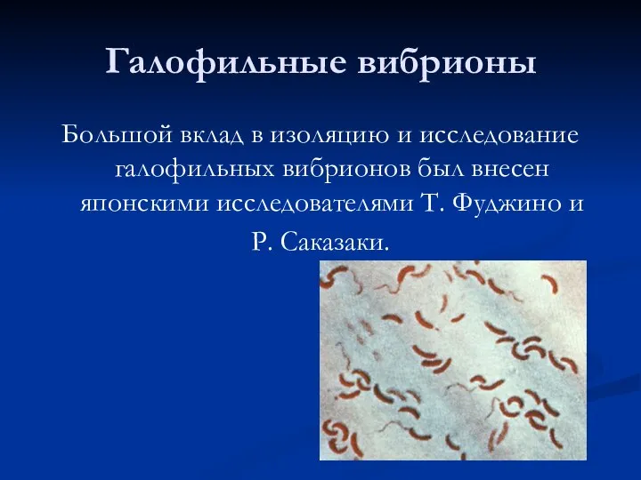 Галофильные вибрионы Большой вклад в изоляцию и исследование галофильных вибрионов был внесен